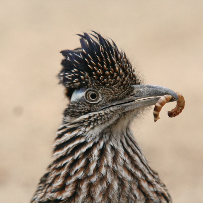 Hand-rearing road runners