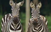Special transport: zebra