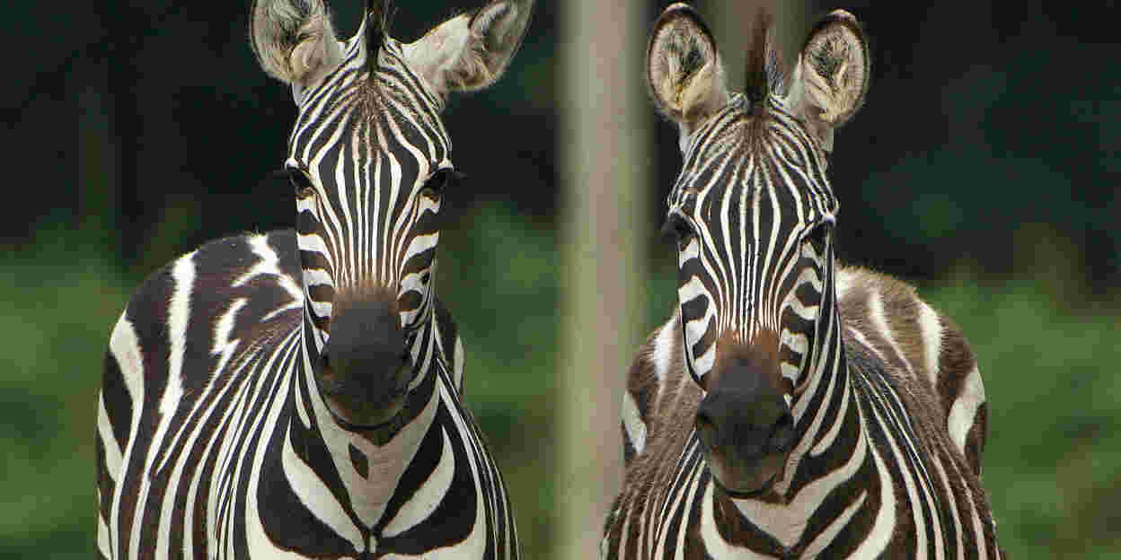 Special transport: zebra