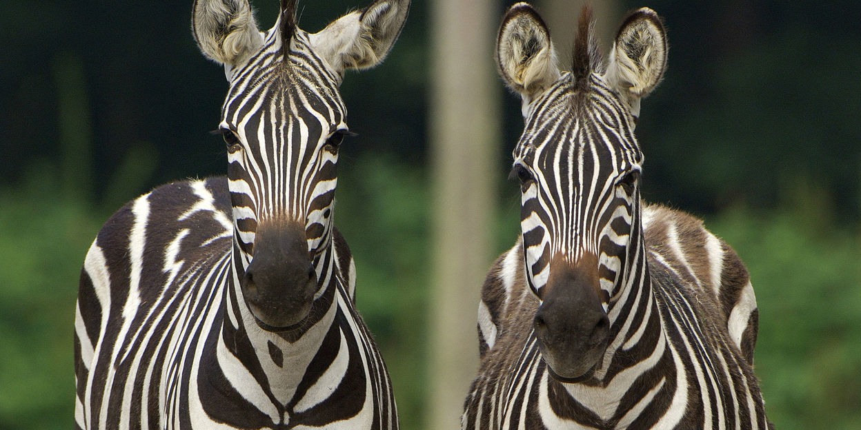 Special transport: zebra