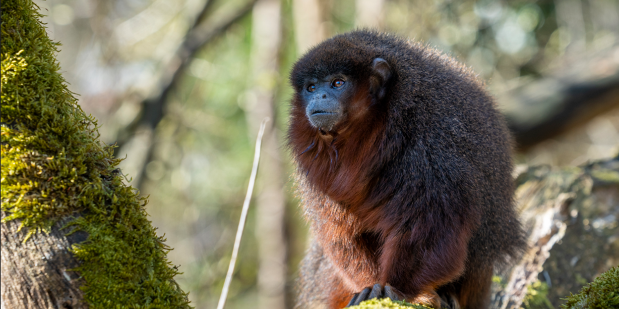 Burgers' Zoo releases monkeys into Mangrove