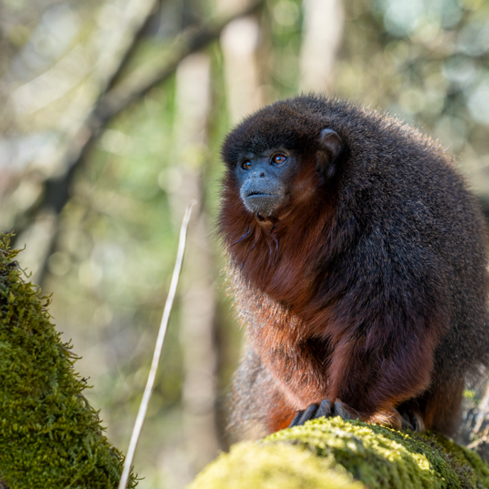 Welcome to Burgers' Zoo!