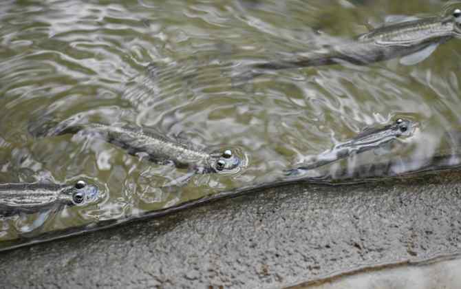 Four-Eyed Fish