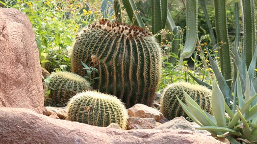 What is an eco-display? The Desert