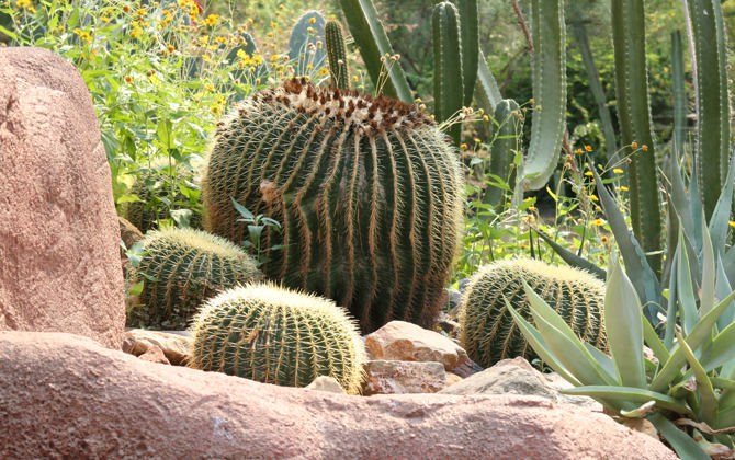 What is an eco-display? The Desert