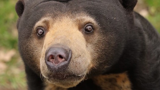 Behavioural enrichment for inquisitive sun bears