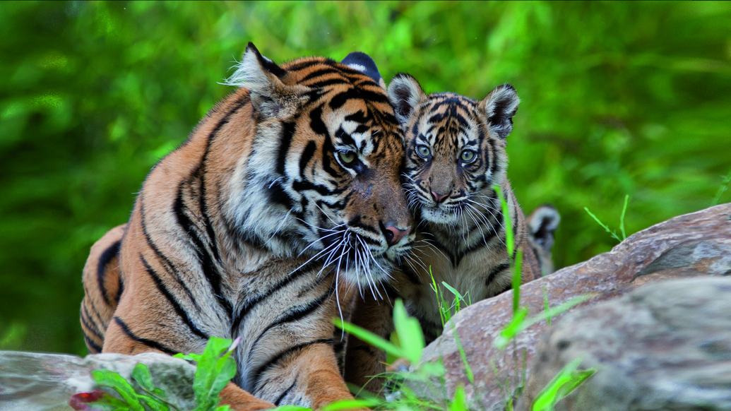 Tiger Tag Rimba What is an eco-display? The Rimba