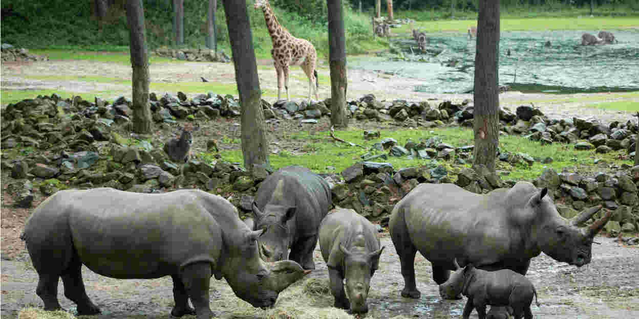 Will the young rhinoceros pass the integration course?