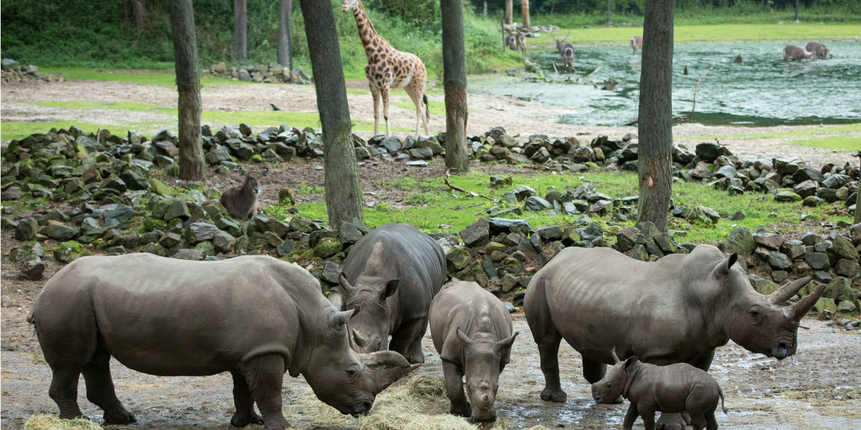 Will the young rhinoceros pass the integration course?