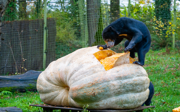 Bears devour the largest white pumpkin in the Netherlands 
