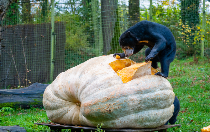 Bears devour the largest white pumpkin in the Netherlands 