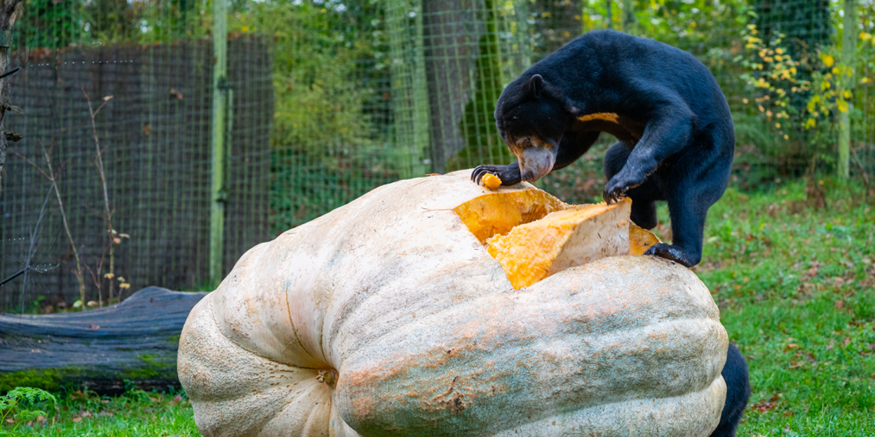 Bears devour the largest white pumpkin in the Netherlands 