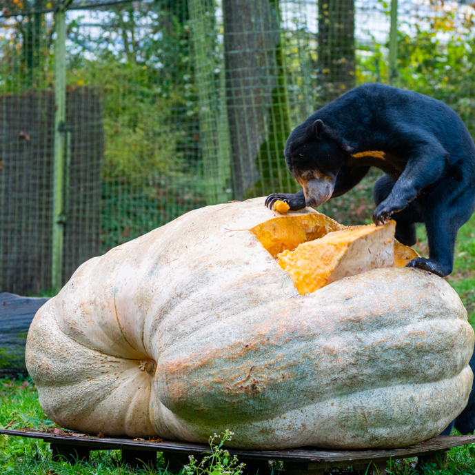 Beren plunderen Nederlands grootste witte pompoen