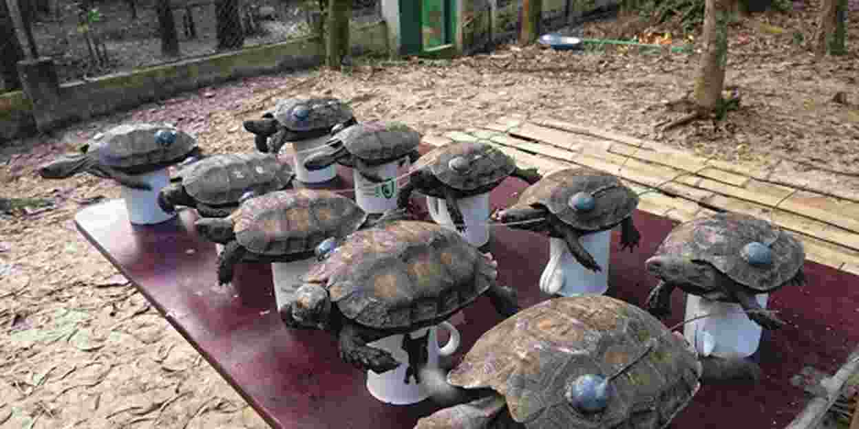 Conservation in Bangladesh: reintroducing endangered tortoises