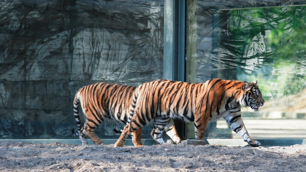 The scent of the opposite sex | Royal Burgers' Zoo The scent of the opposite sex | Royal Burgers' Zoo