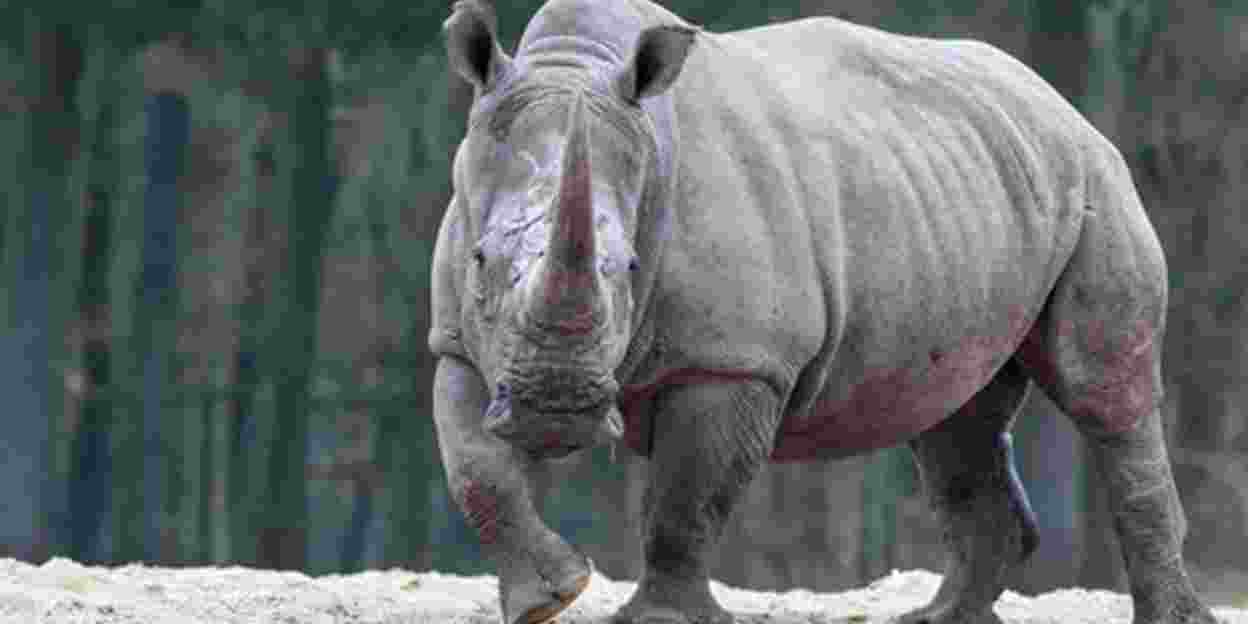 Live webcam follows pregnant rhinoceros