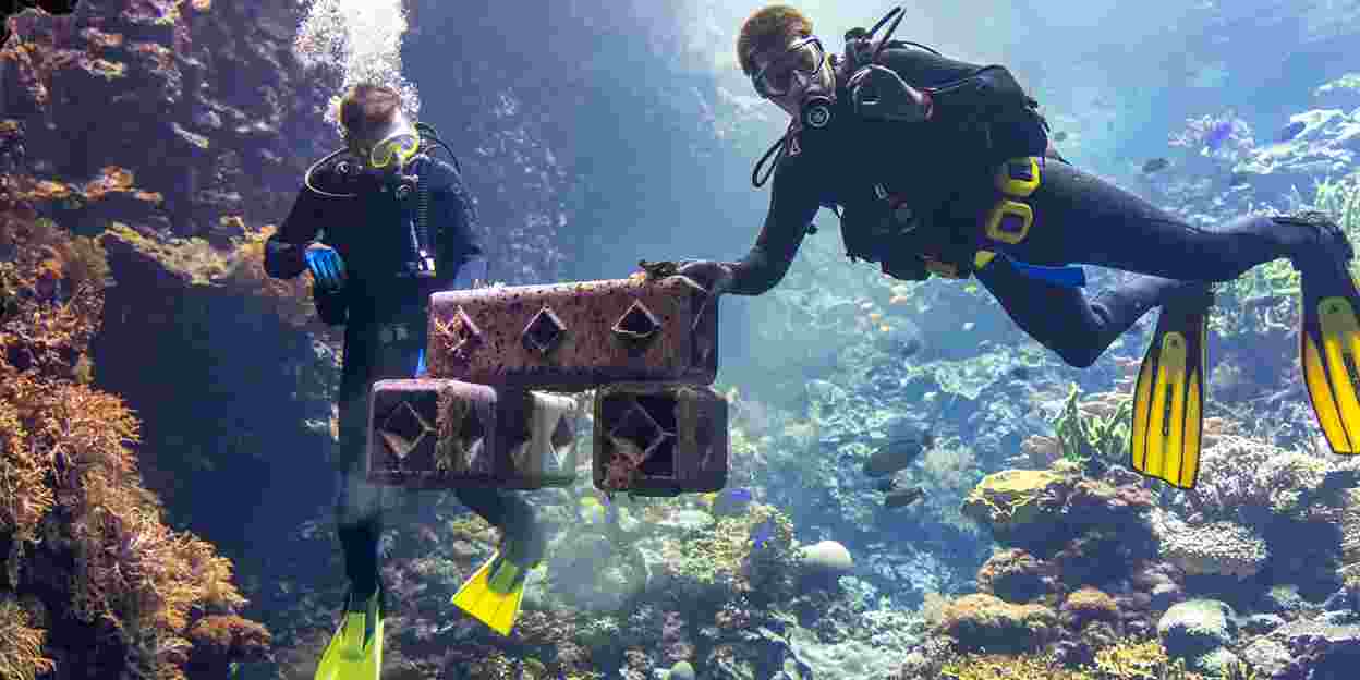Burgers' Zoo supports coral reef restoration in the wild