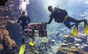 Burgers' Zoo supports coral reef restoration in the wild