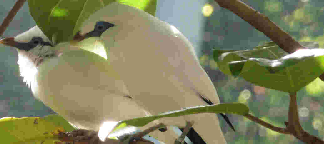 EAZA - European Association of Zoos and Aquaria