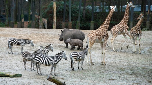 Rhino calf discovers giraffes, zebras and antelope