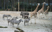 Rhino calf discovers giraffes, zebras and antelope
