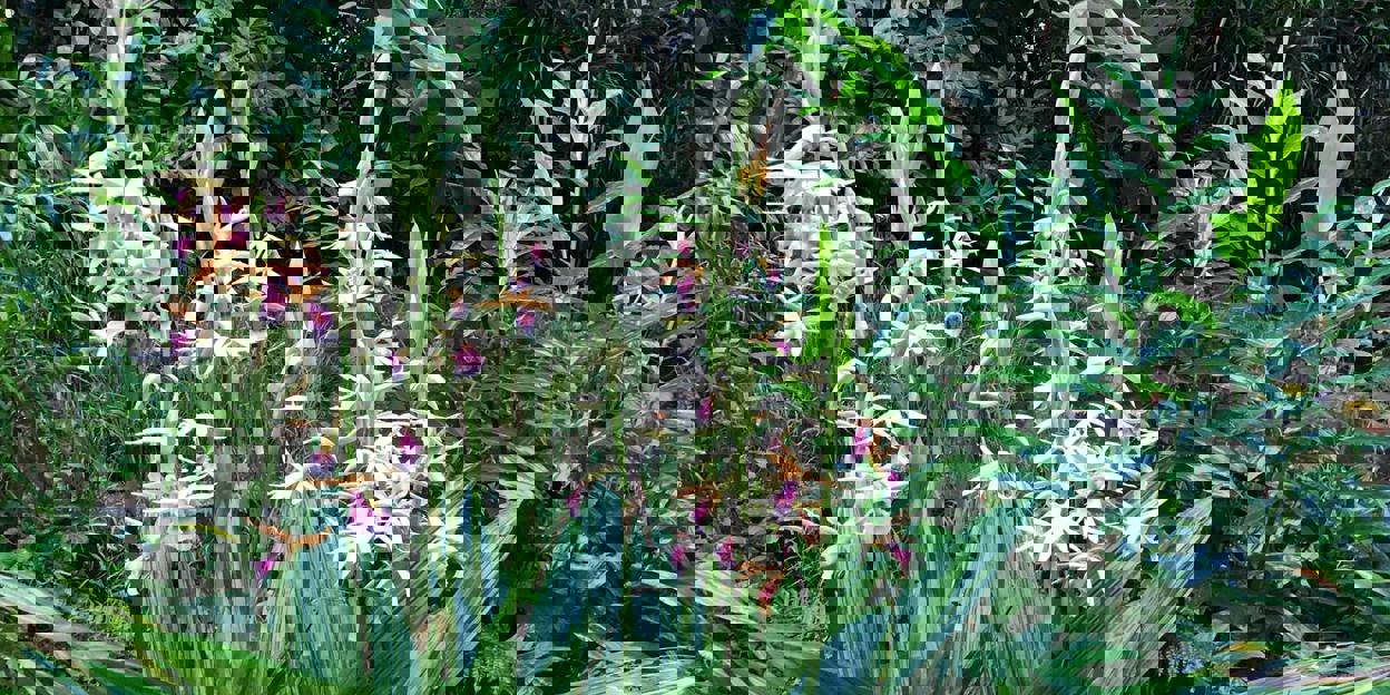 What is an eco-display? The Bush
