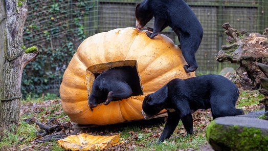 Giant pumpkin surprises five sun bears