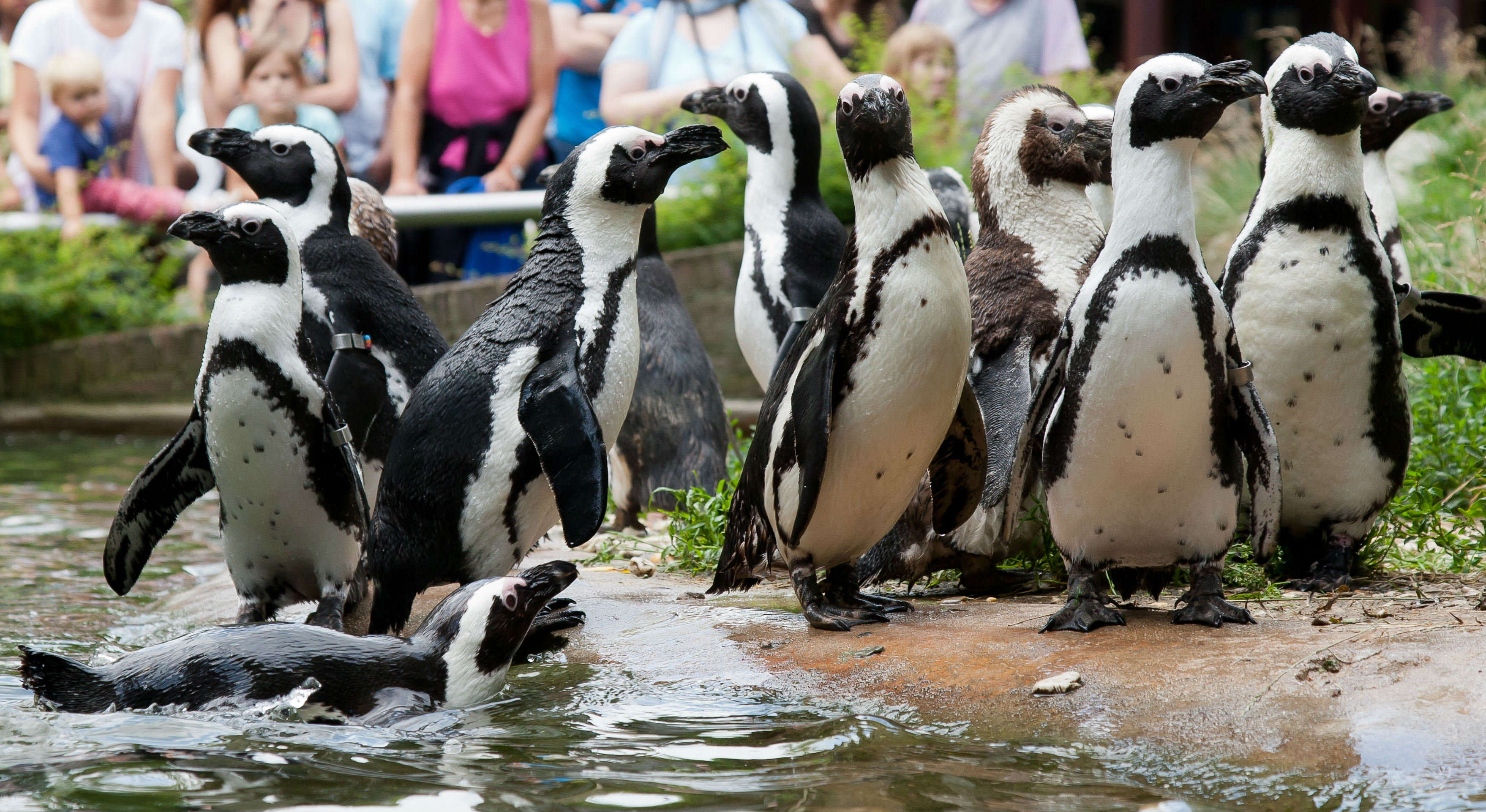 Royal Burgers' Zoo extends opening hours Royal Burgers' Zoo