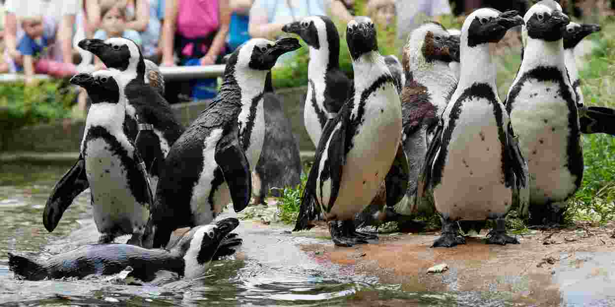 Royal Burgers' Zoo extends opening hours 