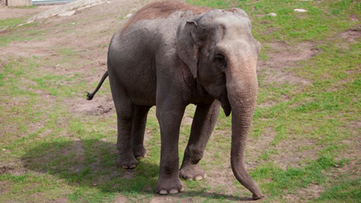 Swedish elephant migrates south