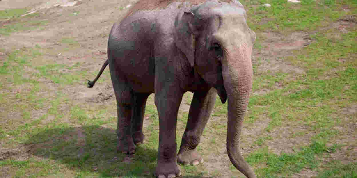 Swedish elephant migrates south