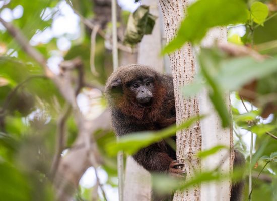 Monkeys walk freely among visitors