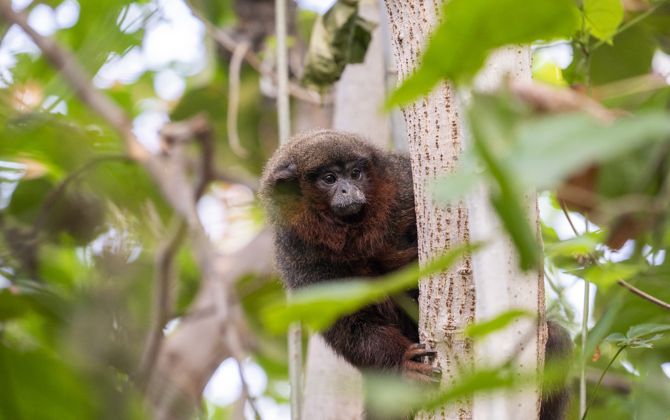 Monkeys walk freely among visitors
