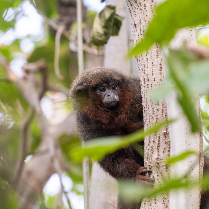 Monkeys walk freely among visitors