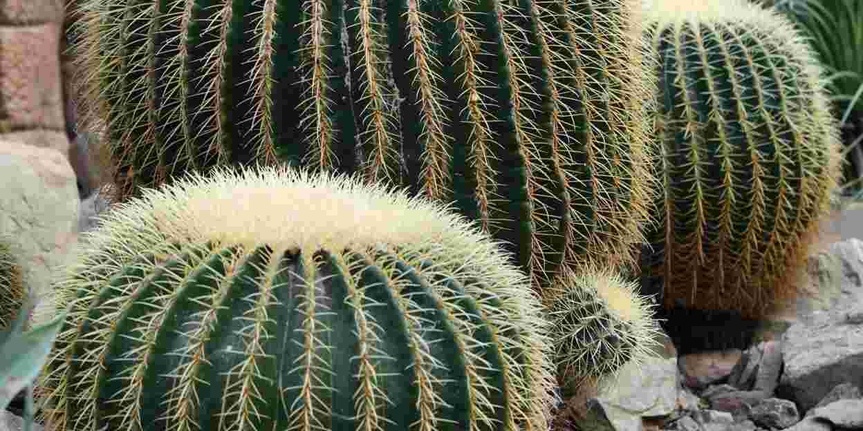 A Spikey Footstool