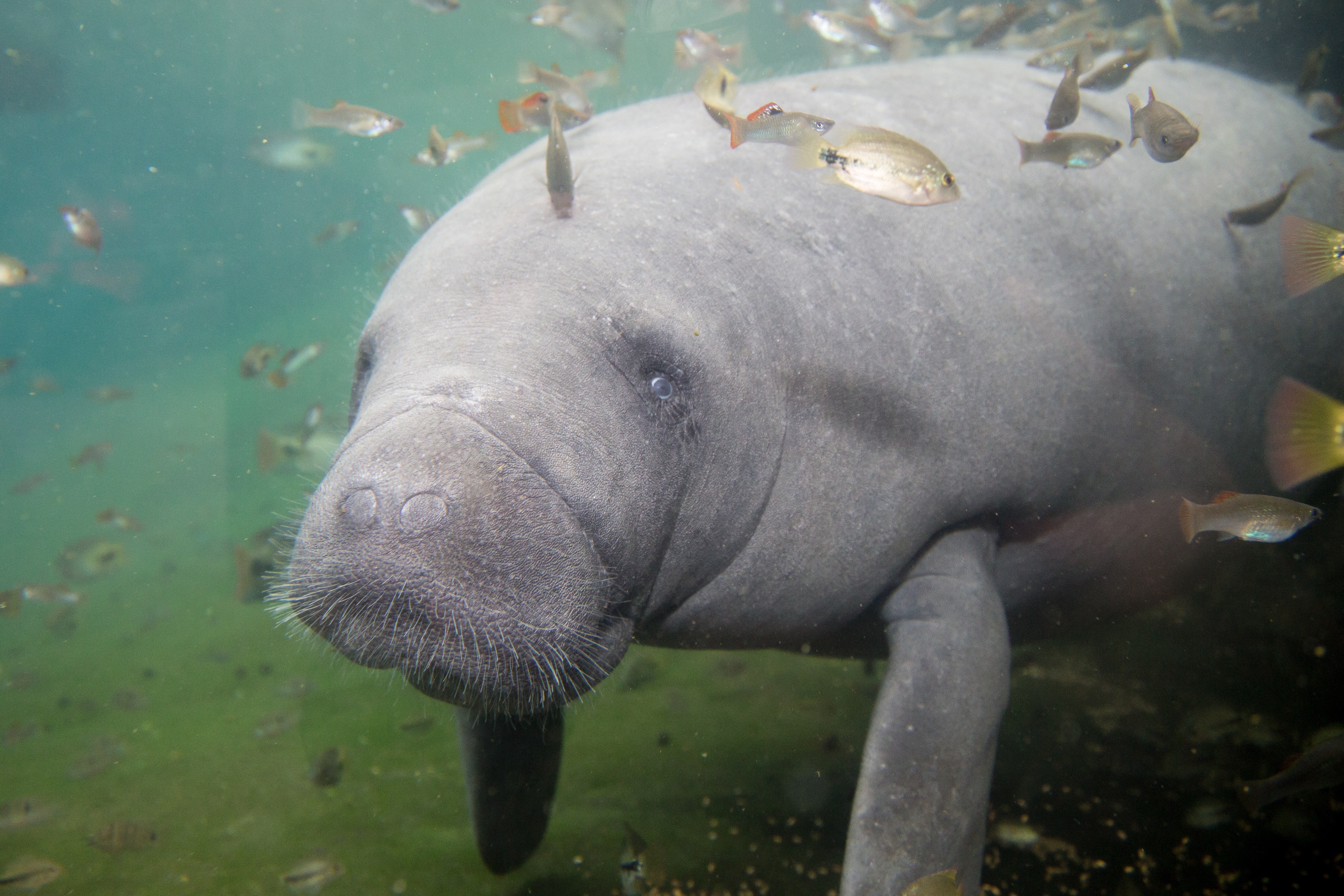 Watch the livestream of the pregnant manatee! Royal Burgers' Zoo