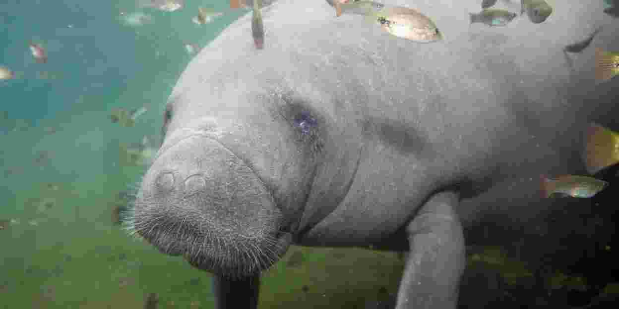 Watch the livestream of the pregnant manatee!