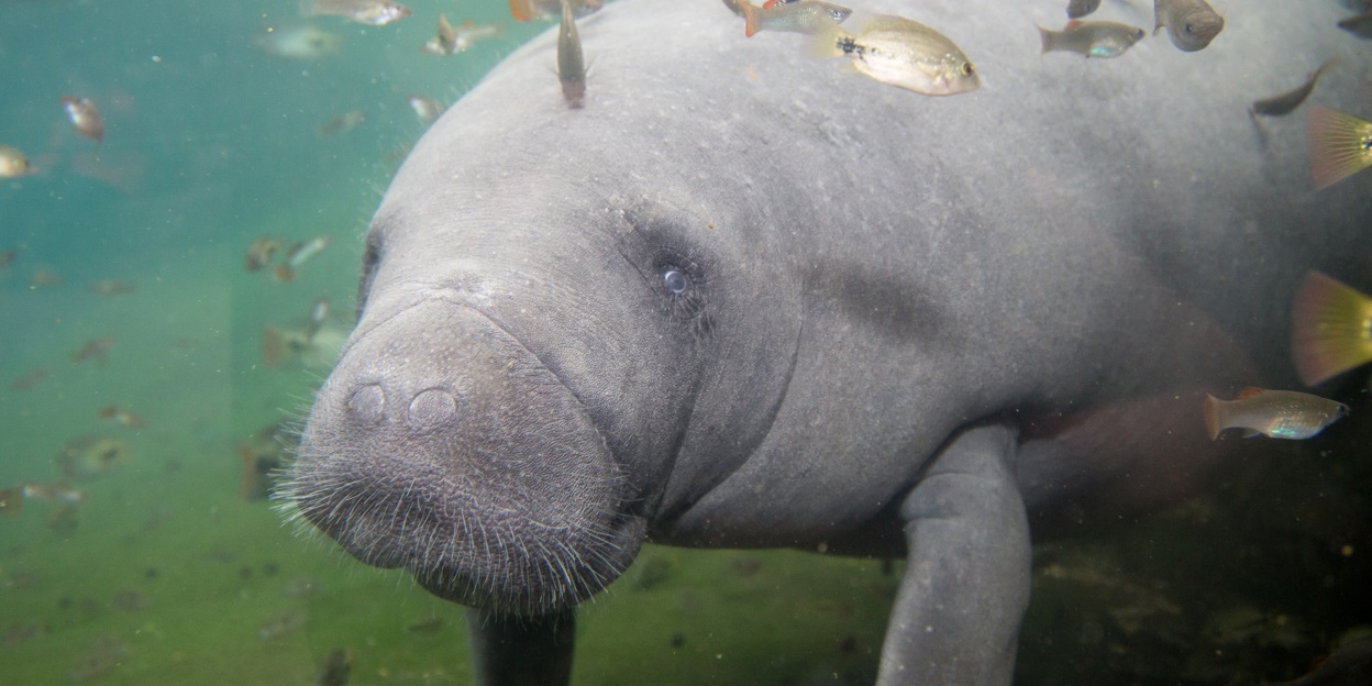 Watch the livestream of the pregnant manatee!