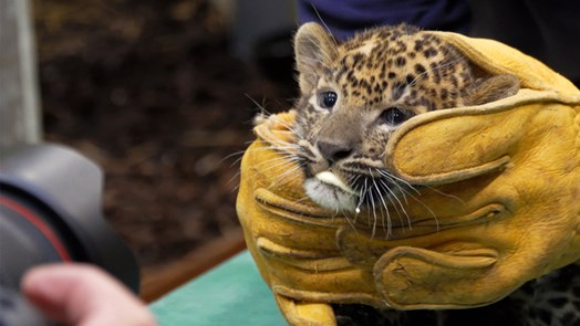 Sri Lankan leopard vaccinated