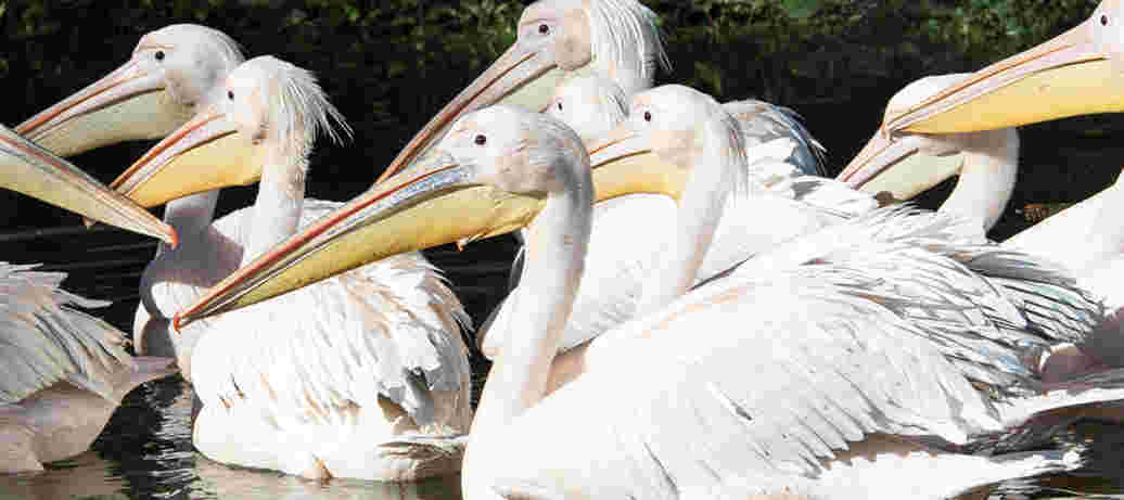 Pelican day out