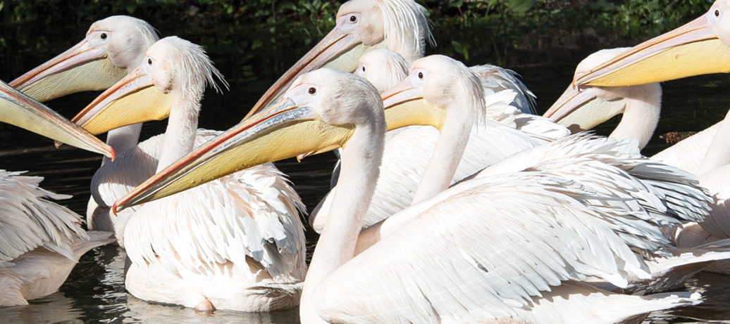Pelican day out