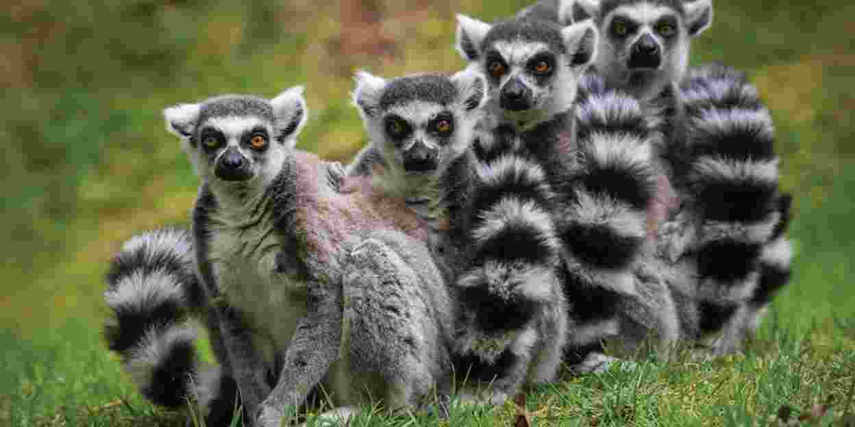 Laid-back Lemur Males