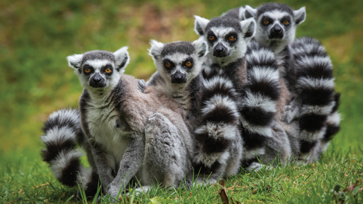Laid-back Lemur Males