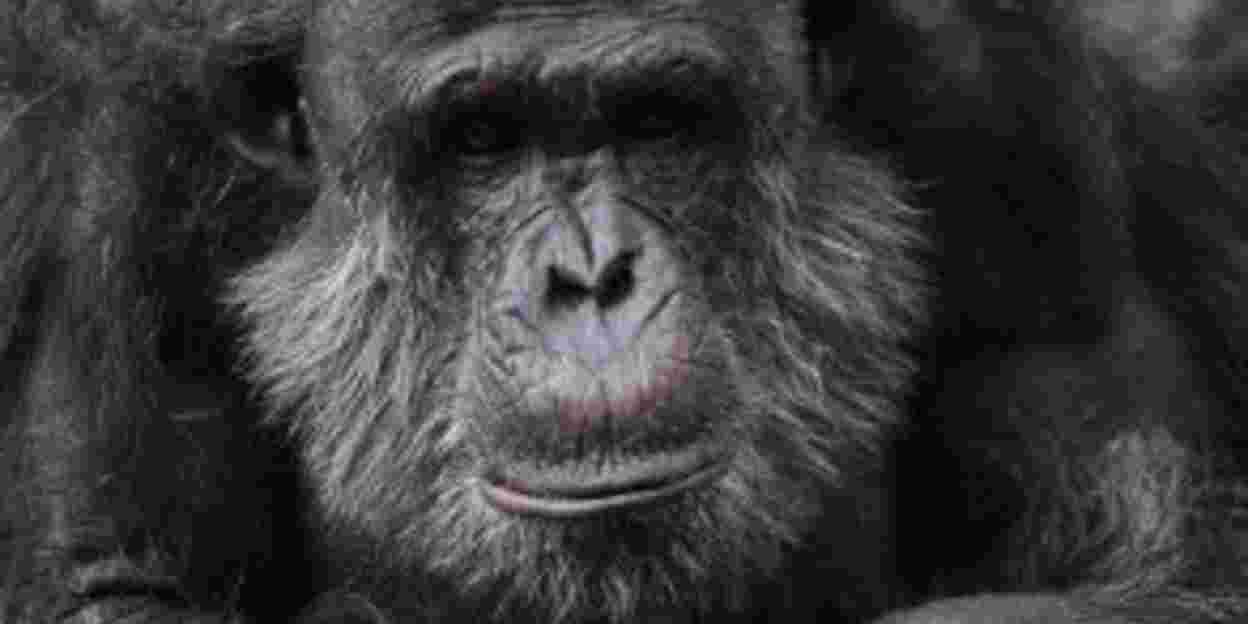DNA-research identifies subspecies of chimpanzees