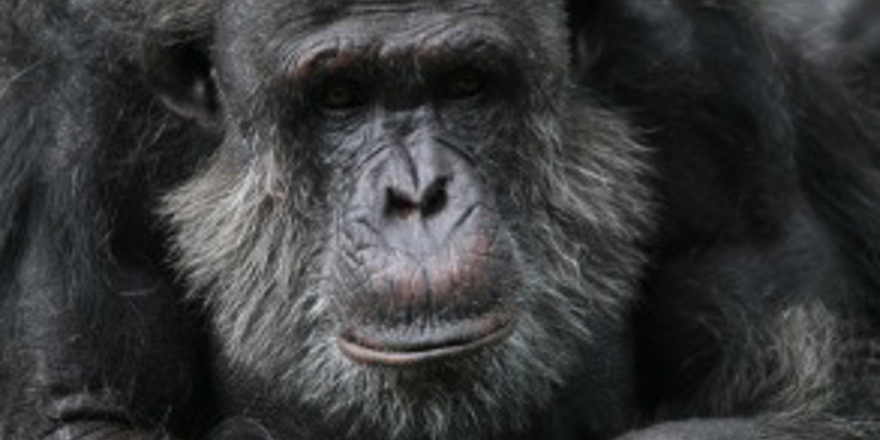 DNA-research identifies subspecies of chimpanzees
