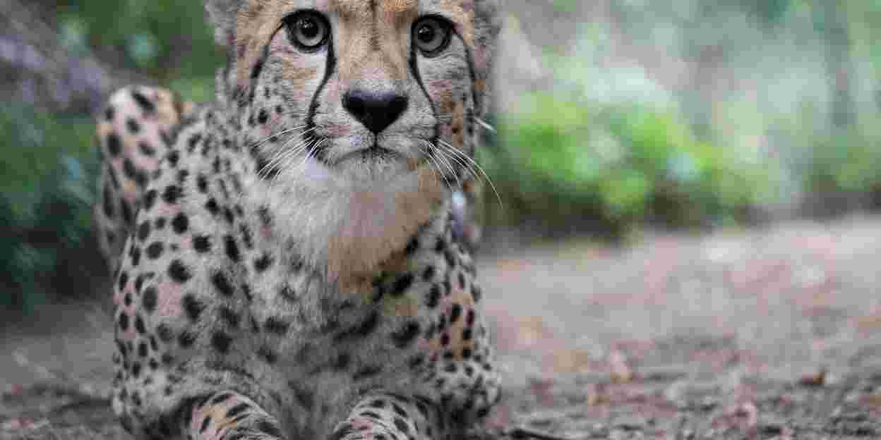 Cheetah swap in hope of a better match