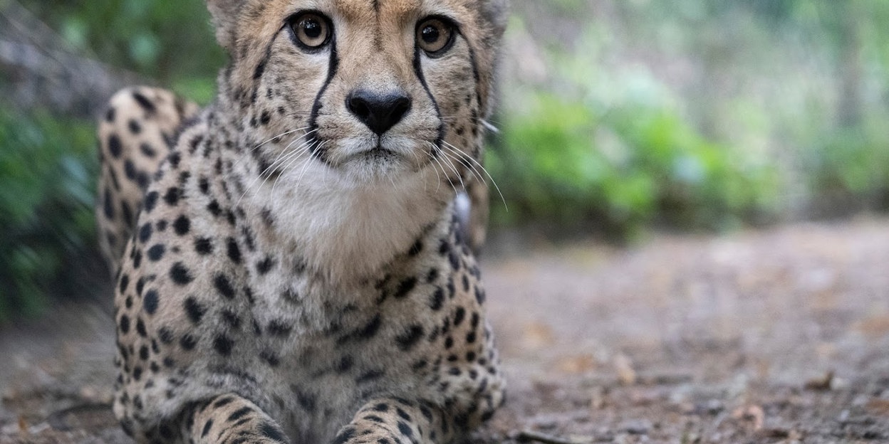Cheetah swap in hope of a better match