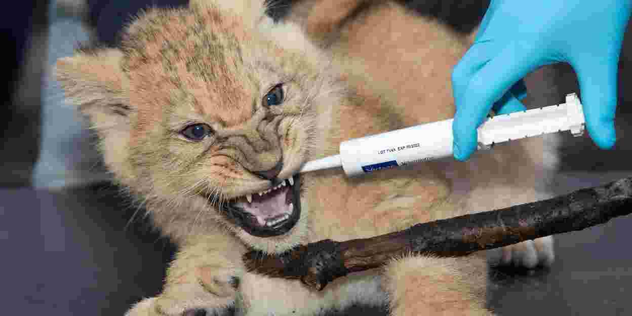 Lion triplets receive second vaccination against toxoplasmosis and cat flu