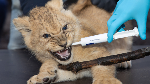 Lion triplets receive second vaccination against toxoplasmosis and cat flu