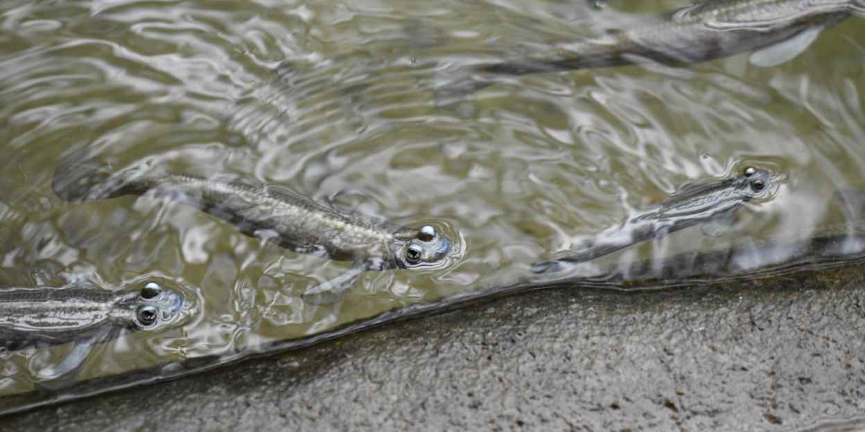 Four-Eyed Fish